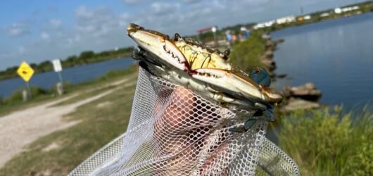 휴스턴 근교에서 아이들과 블루크랩 잡기: Clear Lake Park Fishing Pier, 그리고 Mac McGaffey Highland Bayou Park
